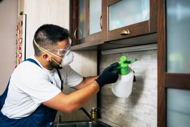 Wasp Removal Services in Bidwell, OH